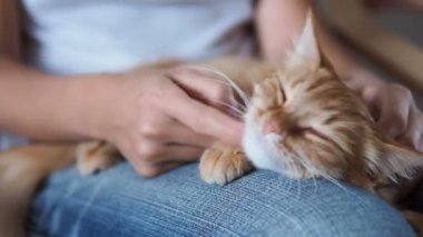 Şirin zencefil kedi diz uyuyor. Kabarık evde beslenen hayvan pinekleme, yırtık kot kadında onu evde beslenen hayvan sıvazlar. Rahat ev.