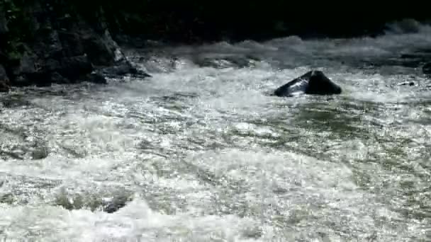 Schnelle Gebirgsfluss Fließt Borjomi Stadt Georgien Land — Stockvideo