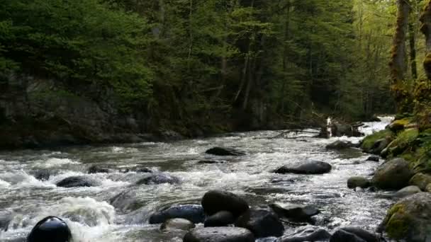 Rapido fiume di montagna scorre intorno alla città di Borjomi, Georgia paese . — Video Stock