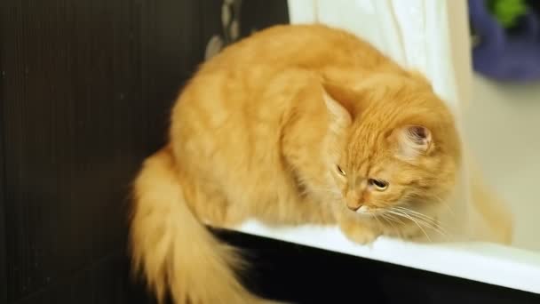 Lindo gato jengibre esperando bajar de la bañera. Alfombra esponjosa mirando curiosamente .. — Vídeo de stock