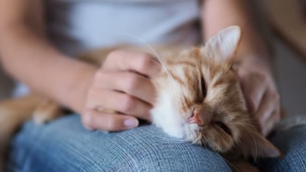 Niedliche Ingwerkatze, die auf Knien schläft. flauschiges Haustier dösen, Frau in zerrissenen Jeans streichelt ihr Haustier. Gemütliches Zuhause. — Stockvideo