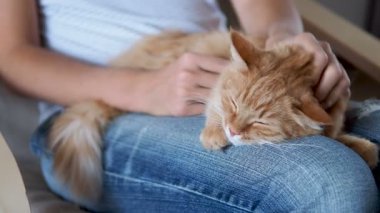 Şirin zencefil kedi diz uyuyor. Kabarık evde beslenen hayvan pinekleme, yırtık kot kadında onu evde beslenen hayvan sıvazlar. Rahat ev.