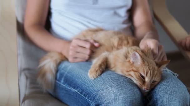 膝の上で眠っているかわいい生姜猫。ふわふわのペット居眠り、破れたジーンズの女性彼女のペットをストロークします。居心地の良い家. — ストック動画