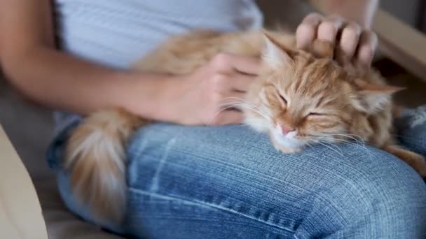 Aranyos gyömbér macska alszik a térde. Bolyhos kisállat szunyókált, szakadt farmer nő stroke ő kisállat. Hangulatos otthoni. — Stock videók