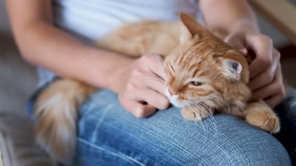 Söt ingefära katt som sover på knän. Fluffiga husdjur schaktning, kvinnan i trasiga jeans linjer hennes husdjur. Mysiga hem. — Stockvideo