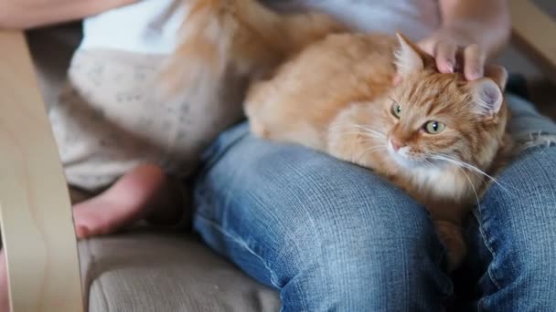 Ładny imbir kot śpi na kolanach. Puszysty pieścić spychania, Kobieta w podarte dżinsy głaszcze swojego zwierzaka. Małe dziecko siedzi w pobliżu go. Przytulny dom. — Wideo stockowe