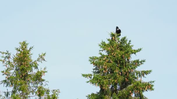 Paar raven vogels zit op de top van fir tree. Kenozerskiy Nationaalpark, Rusland. — Stockvideo