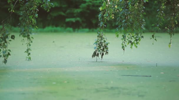 Fondo natural de verano con ramas de árboles sobre un estanque cubierto de hierba de pato — Vídeos de Stock