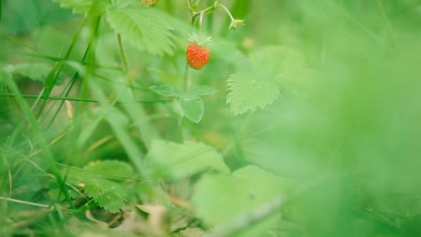 Natürlichen Hintergrund mit reifen Beeren von Walderdbeeren. Sommertag im Wald. — Stockvideo