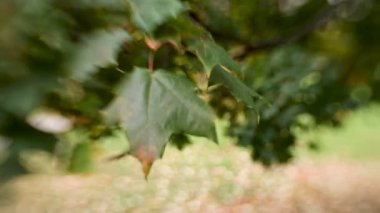 Yeşil ve turuncu akçaağaç Lens bebek tatlı 35 mm. bokeh ile doğal sonbahar arka plan ile shooted yaprakları.