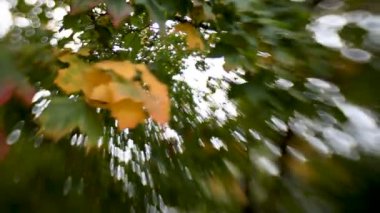 Yeşil ve turuncu akçaağaç Lens bebek tatlı 35 mm. bokeh ile doğal sonbahar arka plan ile shooted yaprakları.