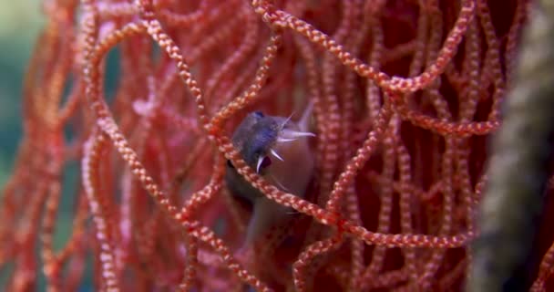 Kırmızı Balık ağı içinde küçük yayın balığı. — Stok video