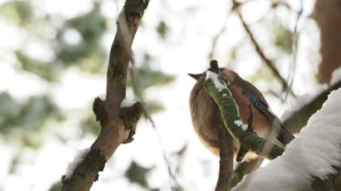Bayağı alakarga, Garrulus glandarius ile doğal arka plan. Kuş kış orman.