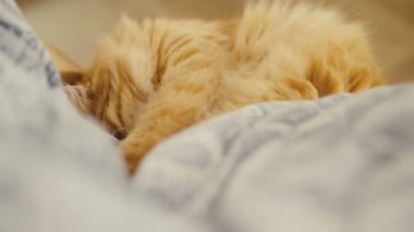 Sandalyede göbek yalan şirin zencefil kedi. Kabarık evde beslenen hayvan üzerinde mavi keten pinekleme. Rahat ev.