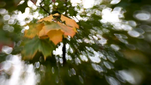 緑とオレンジ色のカエデの葉がフォーサーズ レンズの赤ちゃん甘い 35 mm. ボケ味を持つ自然秋背景. — ストック動画
