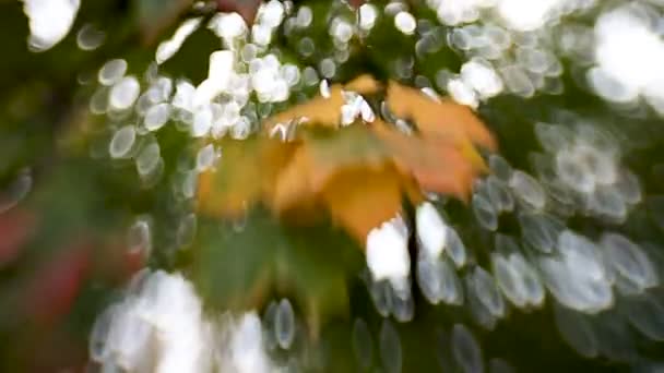 Hojas de arce verde y naranja brotadas con lente Baby dulce 35mm. Fondo natural de otoño con bokeh . — Vídeo de stock