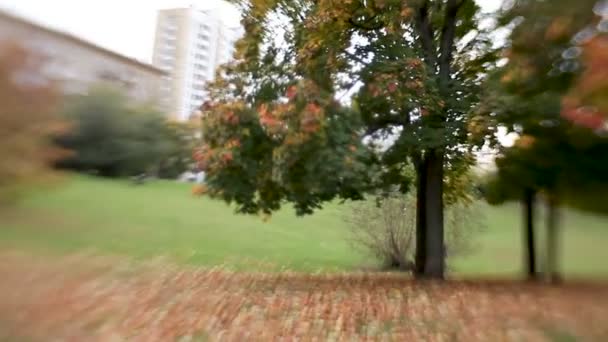 Pohon maple hijau dan oranye ditembak dengan Lens Baby manis 35mm. Latar belakang musim gugur alami dengan bokeh . — Stok Video