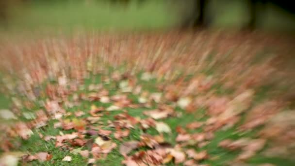 Caído hojas de arce de colores en el suelo disparado con la lente del bebé dulce 35mm. Fondo natural de otoño con bokeh . — Vídeos de Stock
