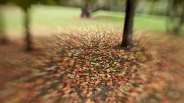 Caído hojas de arce de colores en el suelo disparado con la lente del bebé dulce 35mm. Fondo natural de otoño con bokeh . — Vídeo de stock