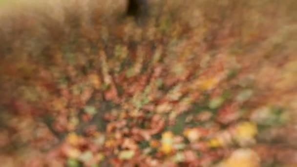 Fallen colorful maple leaves on ground shooted with Lens Baby sweet 35mm. Natural autumn background with bokeh. — Stock Video