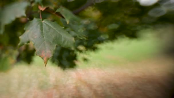 緑とオレンジ色のカエデの葉がフォーサーズ レンズの赤ちゃん甘い 35 mm. ボケ味を持つ自然秋背景. — ストック動画