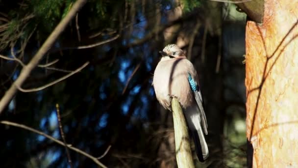 Естественный фон с евразийской сойкой, Garrulus glandarius. Птица в зимнем лесу . — стоковое видео