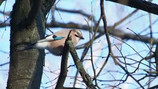 Přírodní pozadí s Sojka obecná, Garrulus glandarius. Ptáček v zimě lese. — Stock video