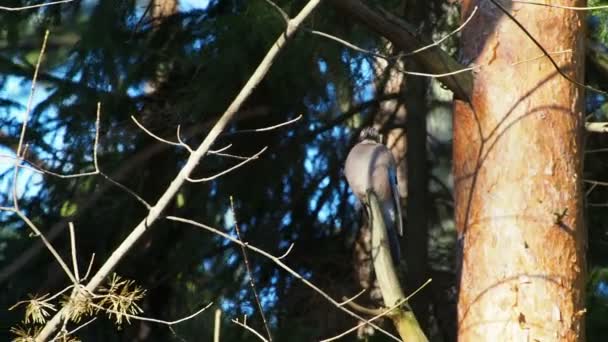 Fondo naturale con ghiandaia eurasiatica, Garrulus glandarius. Uccello nella foresta invernale . — Video Stock