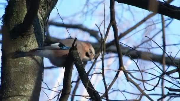 Natuurlijke achtergrond met gaai, Garrulus glandarius. Winter forest zangvogels. — Stockvideo