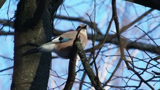 Szajkó, Garrulus glandarius természetes háttér. A téli erdő madár. — Stock videók