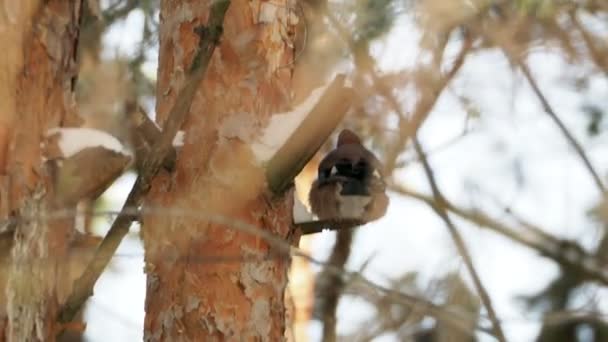 유라시아 제이, 어치속 glandarius 자연 배경. 겨울 숲에서 새. — 비디오