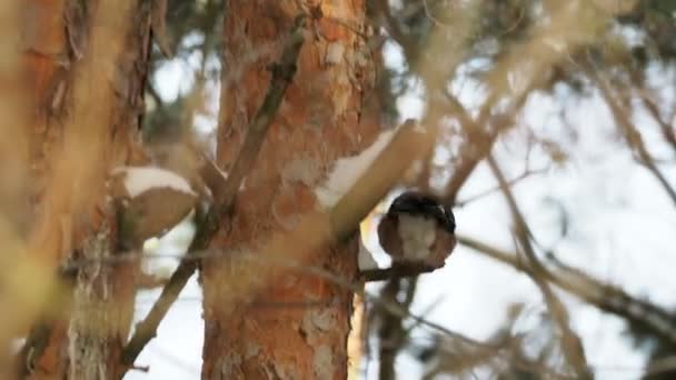 Fundo natural com gaio eurasiano, Garrulus glandarius. Pássaro na floresta de inverno . — Vídeo de Stock