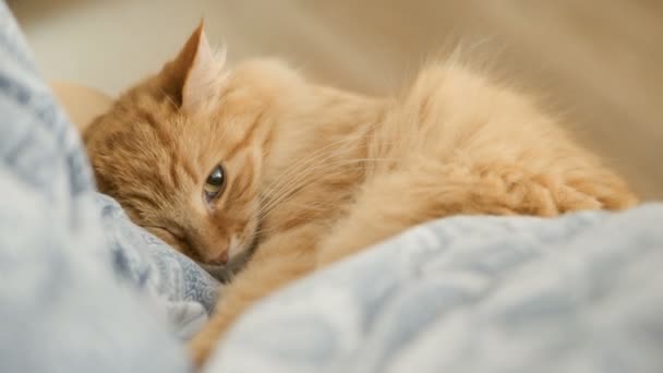 Mignon chat roux allongé sur une chaise. Pelucheux animal de compagnie somnolant sur le lin bleu. Maison confortable . — Video