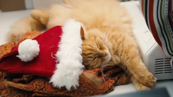 Schattig gember kat liggend buik omhoog in Santa Claus rode hoed. Pluizig huisdier Dommelen op de werktafel. De vakantie van Kerstmis en Nieuwjaar. — Stockvideo