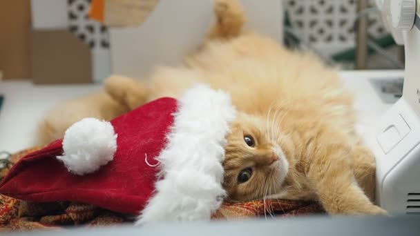 Mignon chat roux couché ventre en haut dans le chapeau rouge du Père Noël. Pelucheux animal de compagnie somnolant sur la table de travail. Noël et Nouvel An vacances . — Video