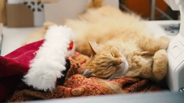 かわいい生姜猫サンタ クロースの赤い帽子腹を横になっています ふわふわペットが作業テーブルで居眠り クリスマスと新年の休日 — ストック動画