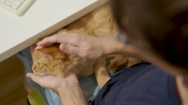 Şirin zencefil kedi kadının diz uyuyor. Kadın kabarık pet sıvazlar. Rahat ev.