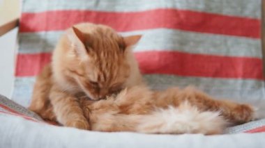 Şirin zencefil kedi sandalyenin üstüne yalan. Kabarık evde beslenen hayvan kürk çizgili kumaş üzerine yalama. Rahat ev.
