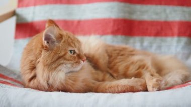 Şirin zencefil kedi sandalyenin üstüne yalan söylüyor. Kabarık evde beslenen hayvan üzerinde pinekleme kumaş çizgili. Rahat ev.