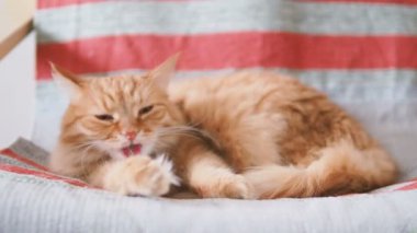 Şirin zencefil kedi sandalyenin üstüne yalan. Kabarık evde beslenen hayvan kürk çizgili kumaş üzerine yalama. Rahat ev.