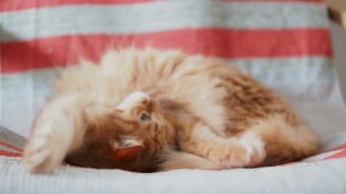 Şirin zencefil kedi sandalyede uyuyor. Kabarık evde beslenen hayvan üzerinde pinekleme kumaş çizgili. Rahat ev.