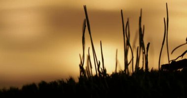 Karıncalar günbatımı arka planda devam ile makro görüntüleri.