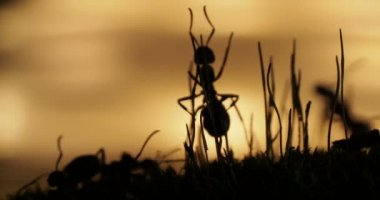 Karıncalar günbatımı arka planda devam ile makro görüntüleri.