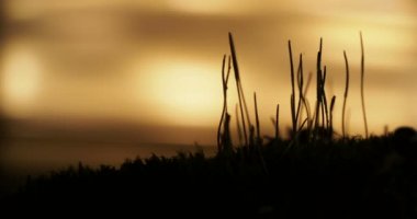 Karıncalar günbatımı arka planda devam ile makro görüntüleri.