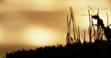 Karıncalar günbatımı arka planda devam ile makro görüntüleri.