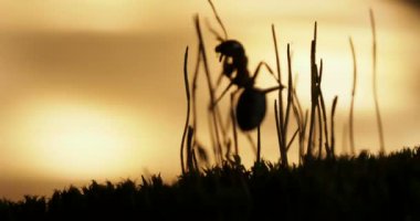 Karıncalar günbatımı arka planda devam ile makro görüntüleri.