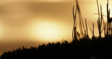 Karıncalar günbatımı arka planda devam ile makro görüntüleri.