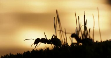 Karıncalar günbatımı arka planda devam ile makro görüntüleri.