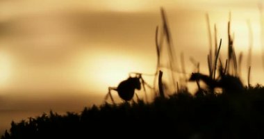Karıncalar günbatımı arka planda devam ile makro görüntüleri.