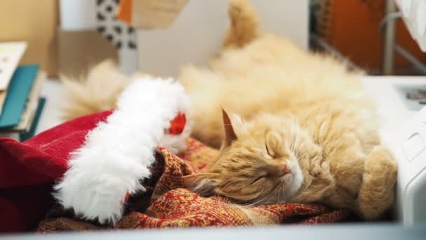 Mignon chat roux couché ventre en haut dans le chapeau rouge du Père Noël. Pelucheux animal de compagnie somnolant sur la table de travail. Noël et Nouvel An vacances . — Video